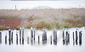 Gabbiani sulle palafitte nella Laguan di Venezia -LocalitÃÂ  di Taglio del Sile photo